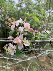 Malus ioensis texana