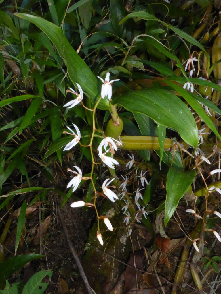 Coelogyne lancilabia