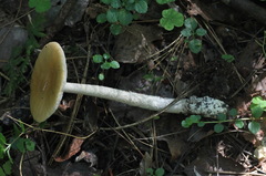 Amanita flavescens