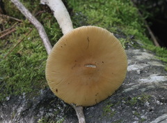 Amanita flavescens