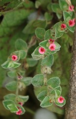 Indigofera cordifolia