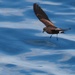 Northern Storm-Petrels - Photo (c) Vince Smith, some rights reserved (CC BY-NC-SA)