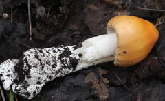 Amanita flavescens