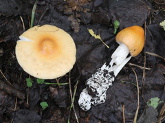 Amanita flavescens