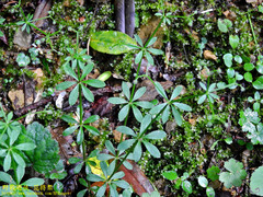 Galium echinocarpum