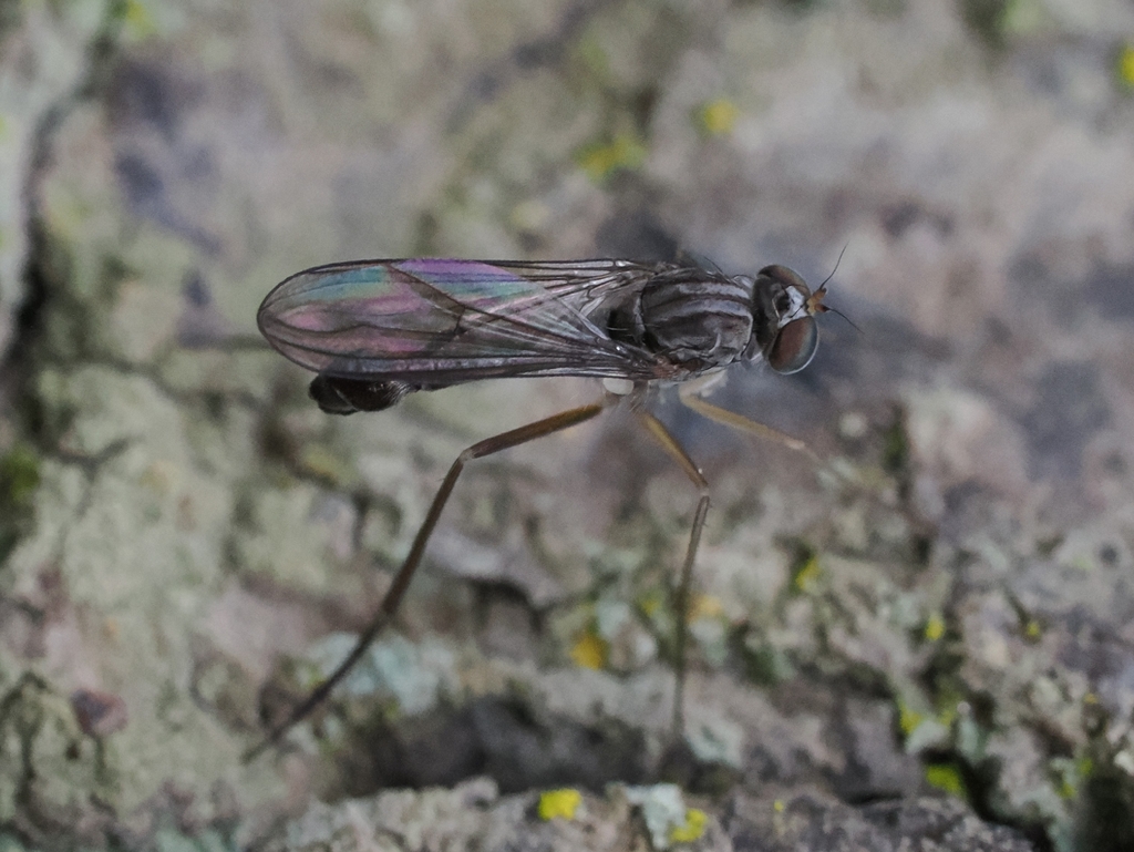 Neurigona albospinosa