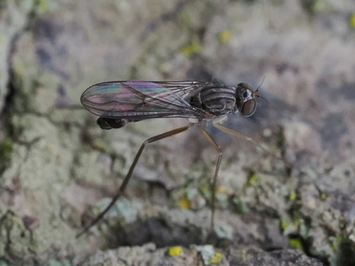 Neurigona albospinosa