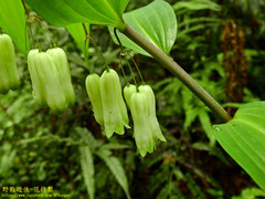 Polygonatum arisanense