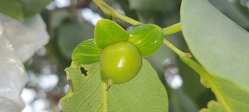Diospyros montana observed 2026-05-12