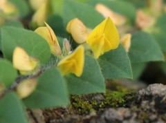 Crotalaria hebecarpa
