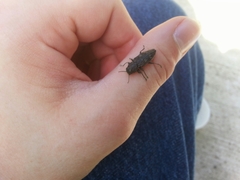 Chrysobothris femorata