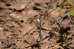 Cordulegaster bilineata