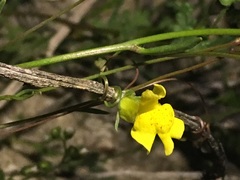 Neogaerrhinum filipes