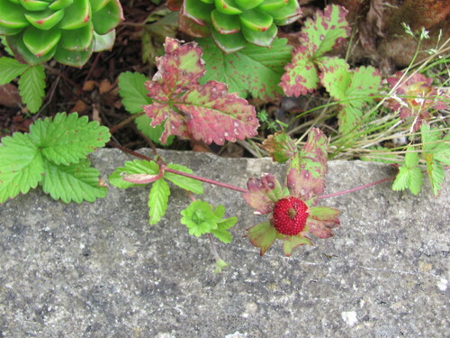 Potentilla indica