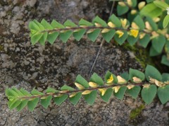 Crotalaria hebecarpa