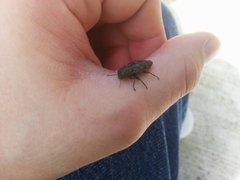 Chrysobothris femorata