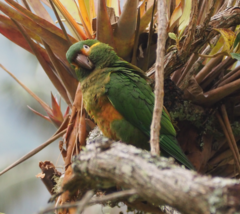 Leptosittaca branickii