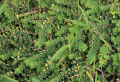 Crotalaria hebecarpa