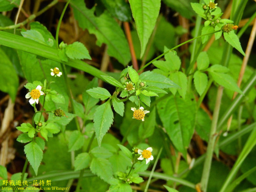Bidens pilosa iNat (3)