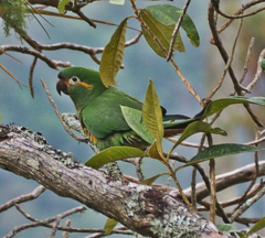 Leptosittaca branickii