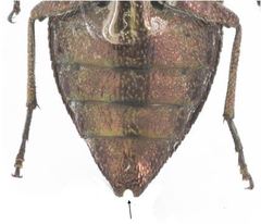 Chrysobothris trinervia
