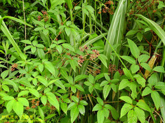 Pseudocayratia pengiana