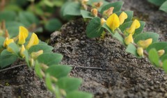 Crotalaria hebecarpa