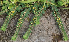 Crotalaria hebecarpa