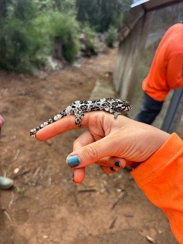Trioceros jacksonii observed 2026-05-12