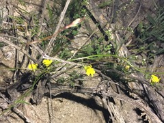 Neogaerrhinum filipes