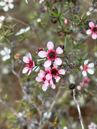 Leptospermum scoparium observed 2026-04-29