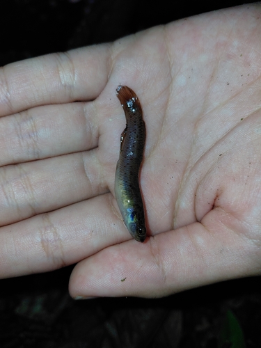 Fromm's rivulus (Cynodonichthys frommi) — Rivulidae — 3
