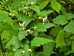 Rubus trianthus