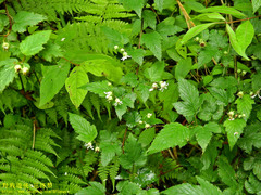 Rubus trianthus