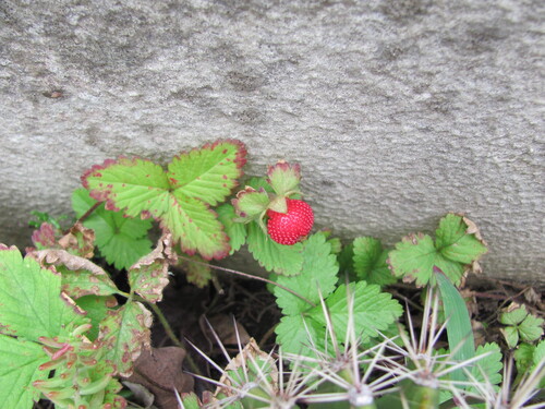 Potentilla indica