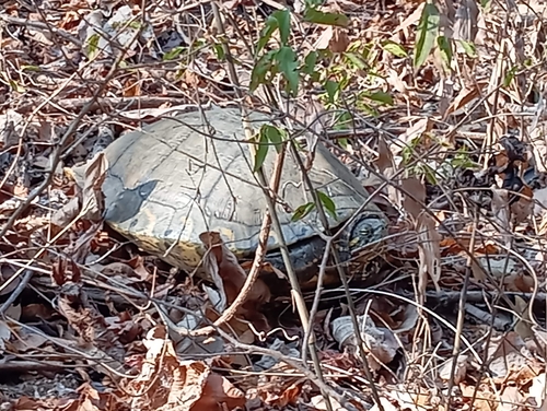 Ornate Slider (Trachemys ornata)