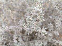 Leucophyllum candidum