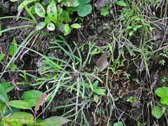 Diphasiastrum multispicatum