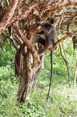 Semnopithecus priam thersites