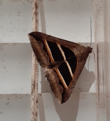 Grammodes congenita