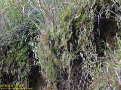 Lycopodium japonicum