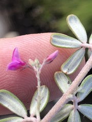 Indigofera sp9