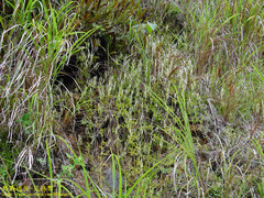 Lycopodium japonicum