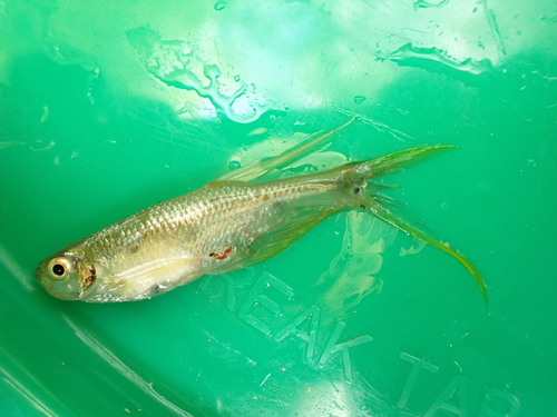 Swordtail characin (Corynopoma riisei) — Characidae