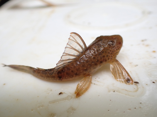 Teta (Hypostomus robinii) — Loricariidae — 3