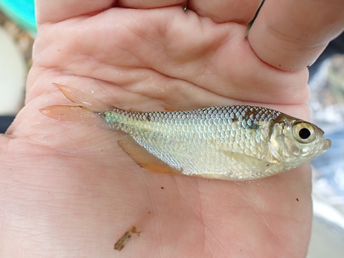 Twospot astyanax (Astyanax bimaculatus) — Characidae — 2