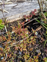 Saxifraga tridactylites