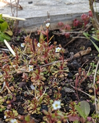 Saxifraga tridactylites