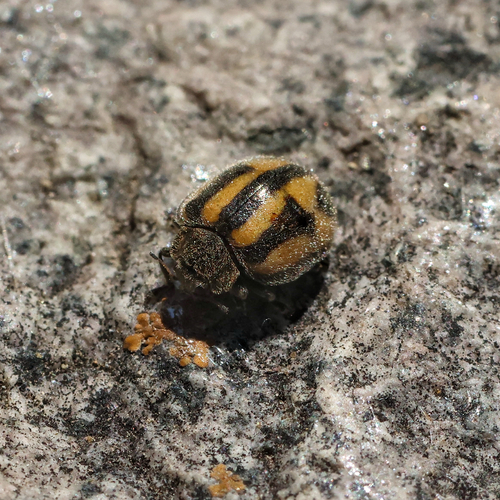 Epilachna Lady Beetles