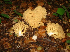 Ramaria flava